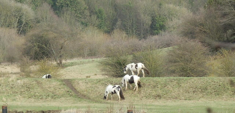 Horses