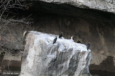 Cormoranes sobre una roca