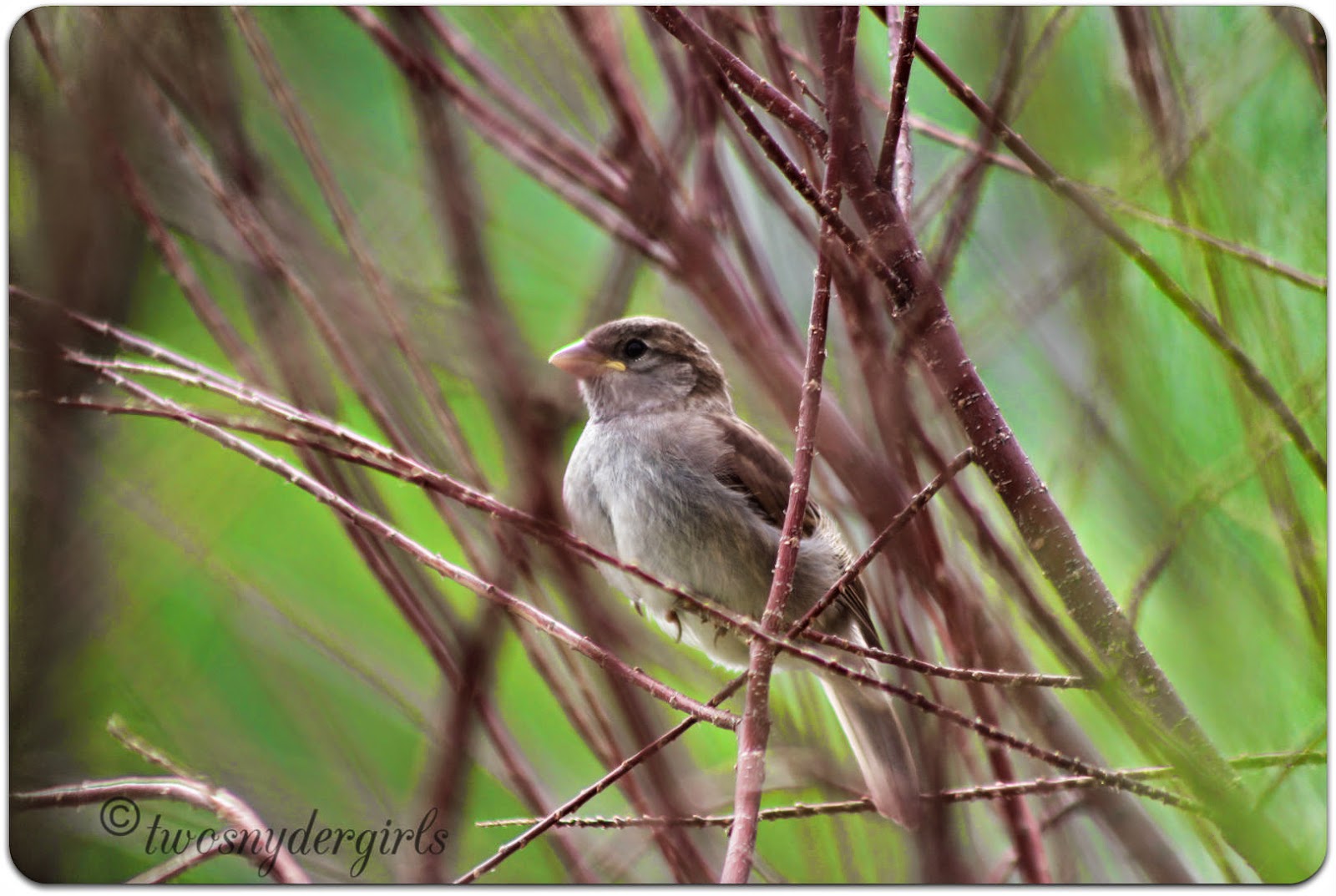 Young bird in a bush Young bird in a bush