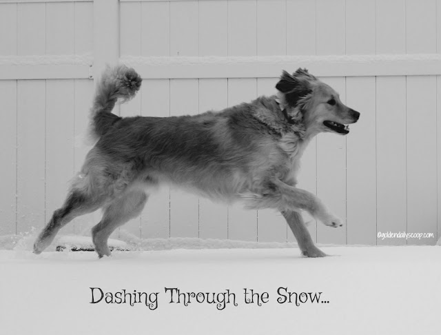 golden retriever dog running through the snow