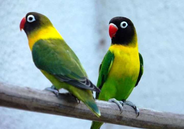 How To Supply Lovebird Pasjo Kicau Mania