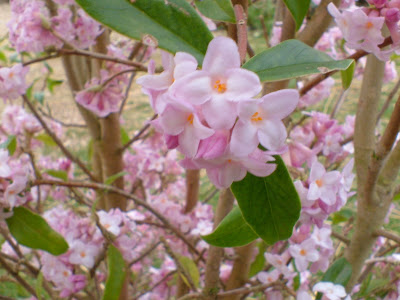 Galanthus Daphne Bholua Jacqueline Postill Perfect Winter Shrub