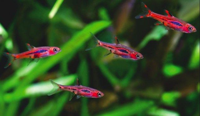 Chili Rasbora Care Ikan Hias Asli Indonesia Dan Cara Merawatnya