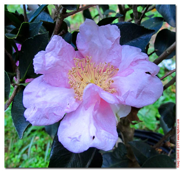 earth camellia cahoon