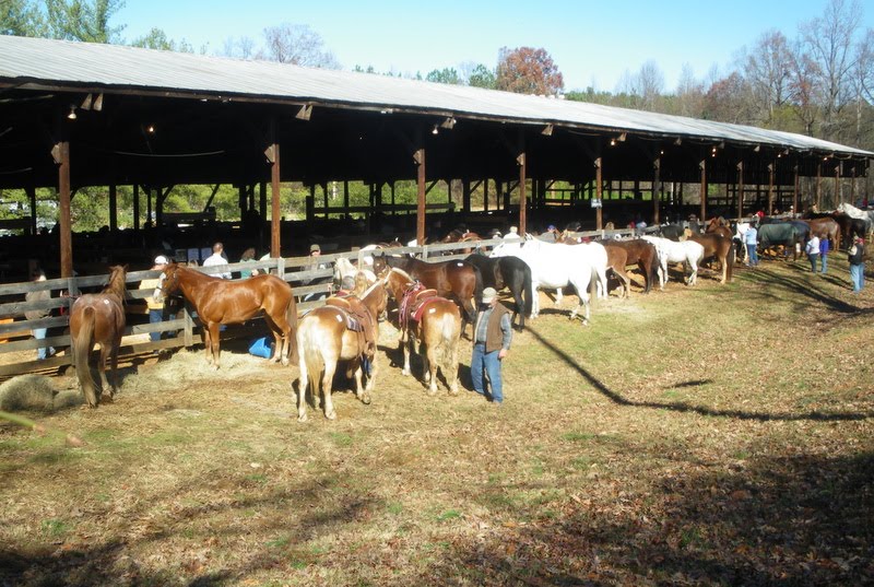Pratie Place Dixie Draft Horse, Mule and Carriage Auction, Troutman NC
