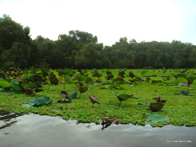 Tra Su forêt, Chau Doc 2010