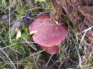 Tricholomopsis rutilans DSC126076