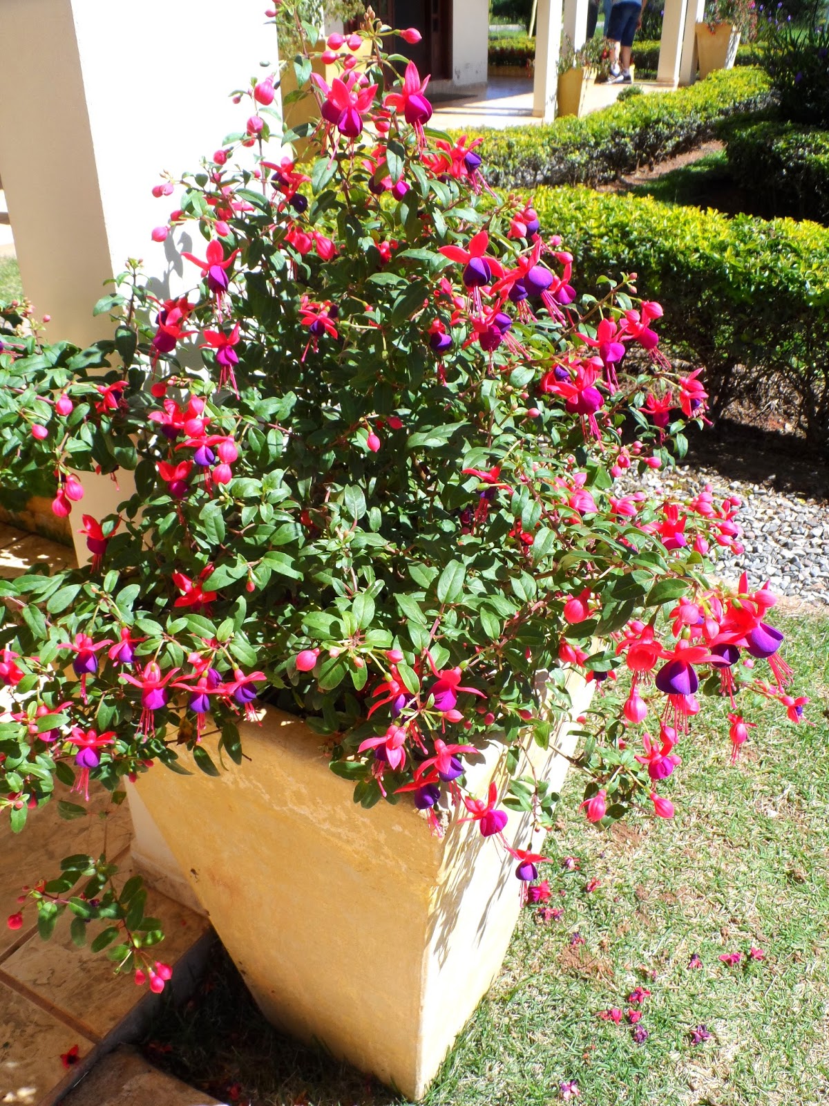 Brinco-de-princesa (Fuchsia spp.) | A planta da vez