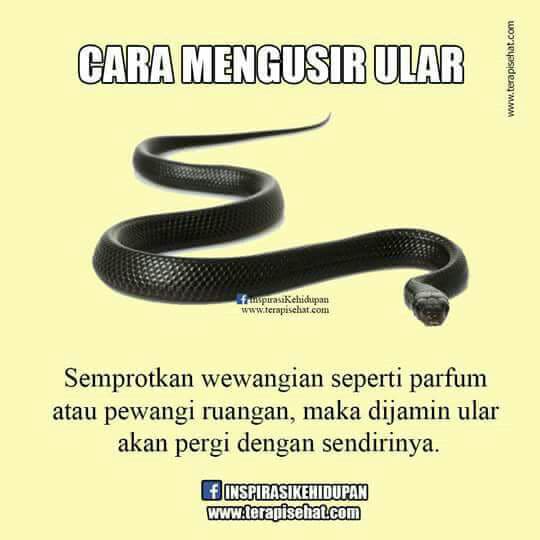 يناير 2019 Hendri Syahrial My Journey To Medina يناير 2019 Hendri Syahrial My Journey To Medina