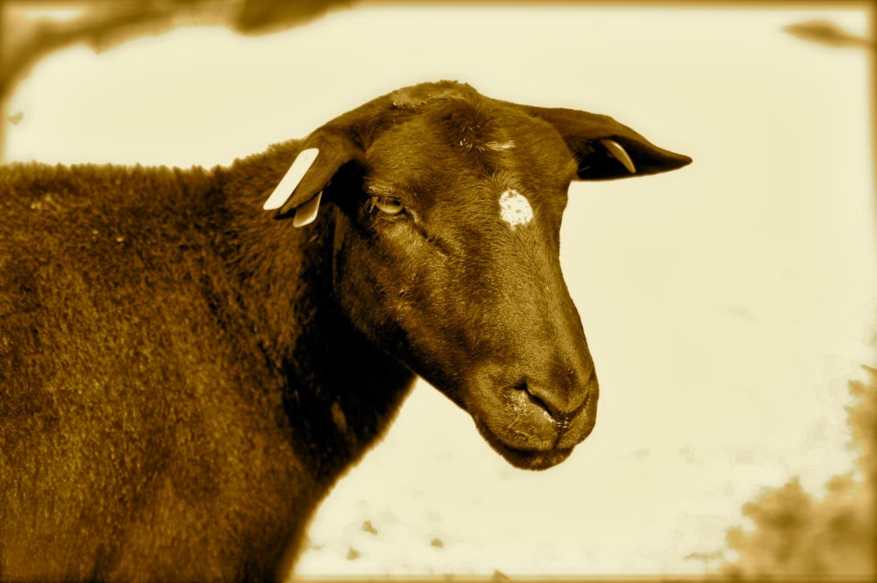 Katahdin Ewe