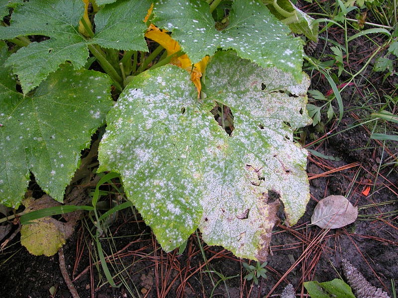 Treating Powdery Mildew with Vinegar Proverbs 31 Woman