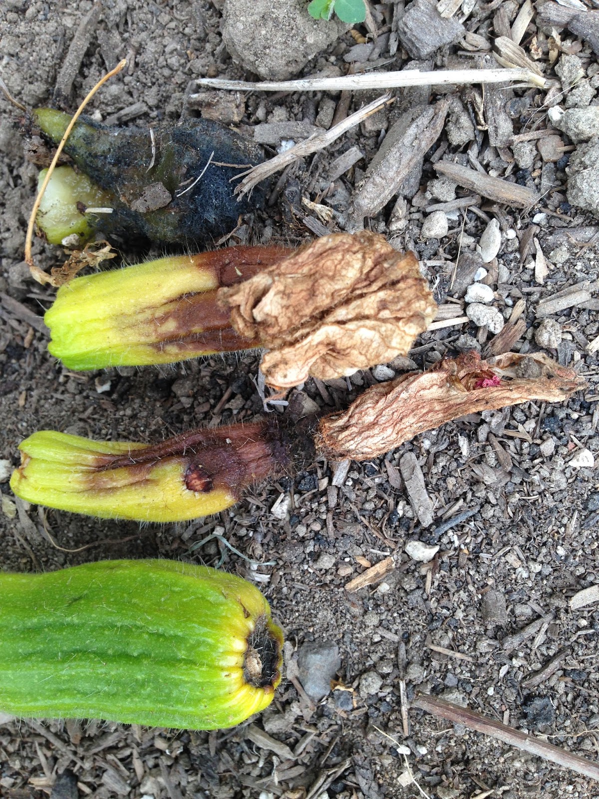 Charleville Gardens Zucchini Blossom End Rot