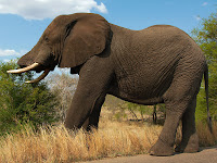 elephant animal