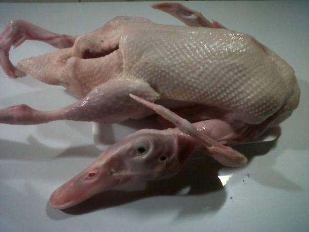 JUAL KARKAS BEBEK PEKING DI BANDUNG JUAL KARKAS BEBEK PEKING DI BANDUNG