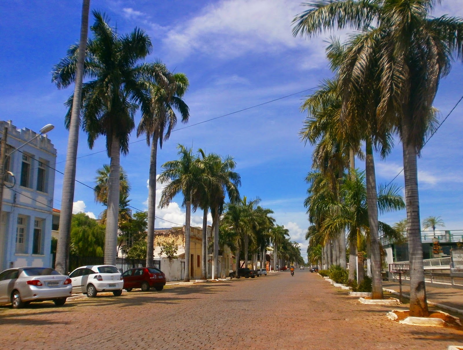 Blog Assis Oliveira PALMEIRAS DA AVENIDA