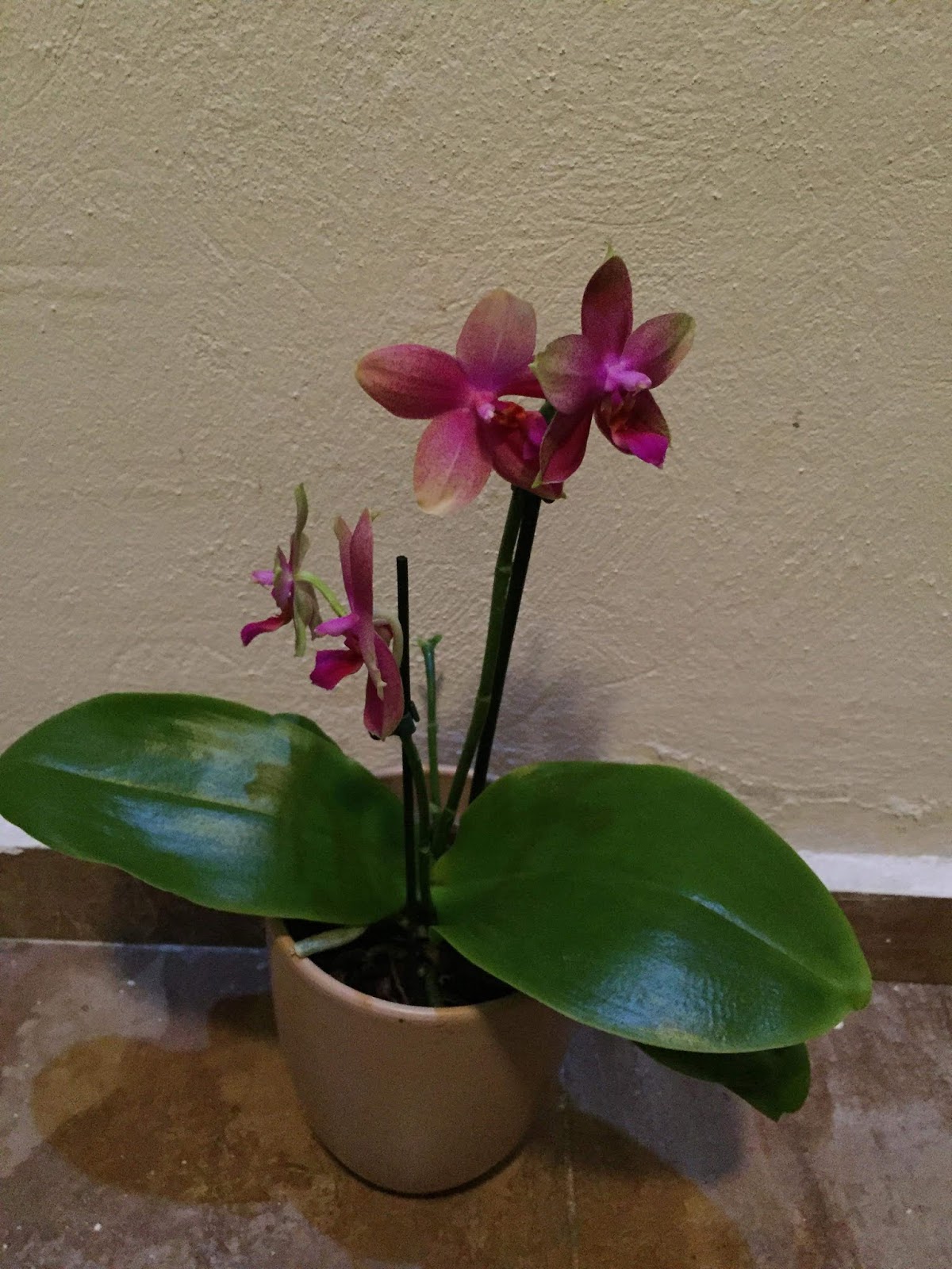 Phalaenopsis Sweet Memory orchid hybrid care and culture | Travaldo's blog