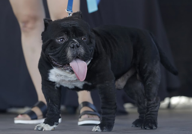  English bulldog scoops $1500 prize money after winning World