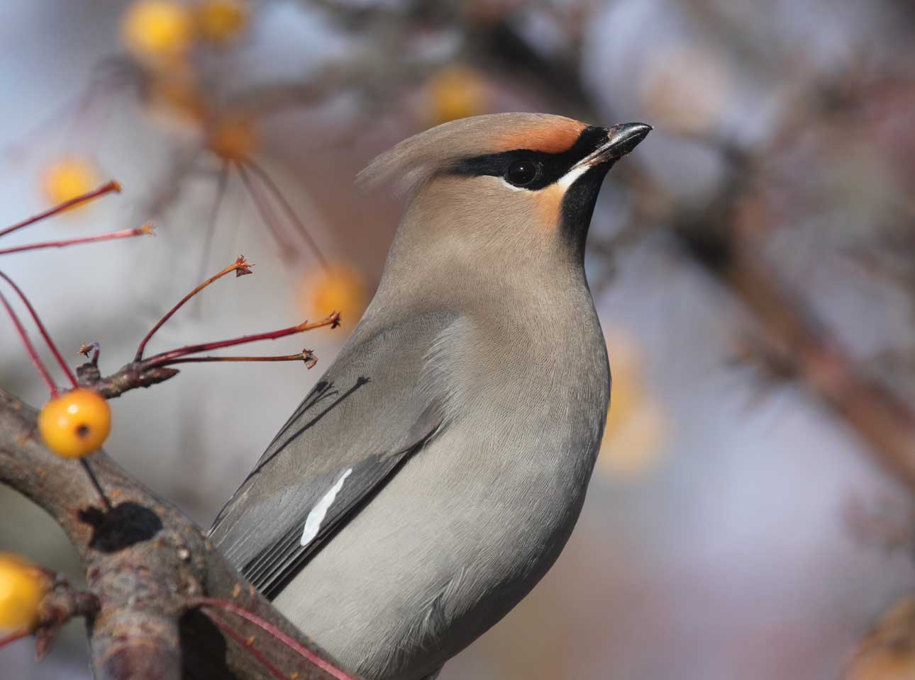 Les oiseaux de la région de