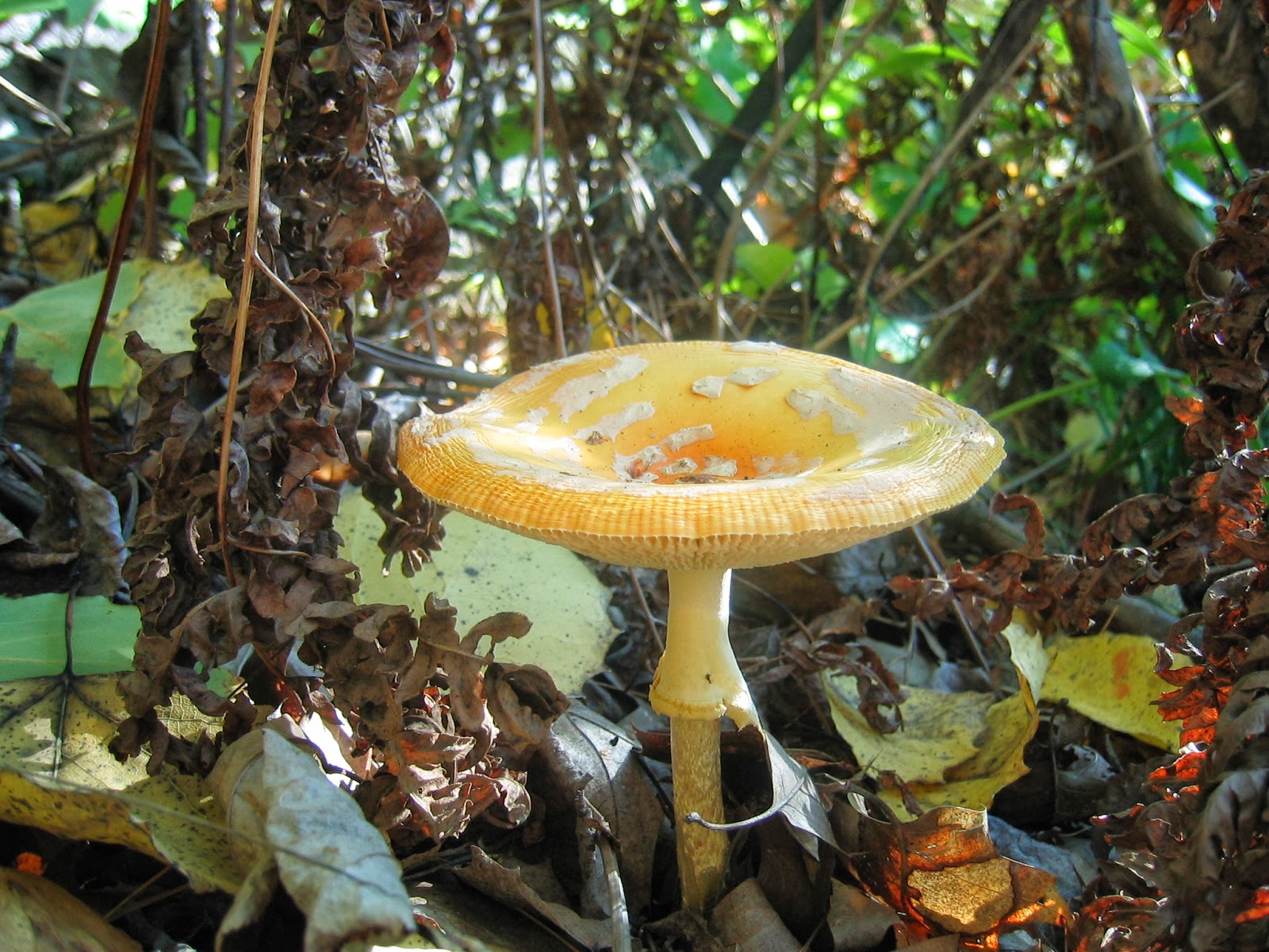 Duluth Minnesota Mushroom Hunting