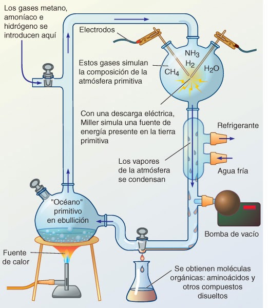 cultura científica ( 1 bachillerato): 3- LA VIDA
