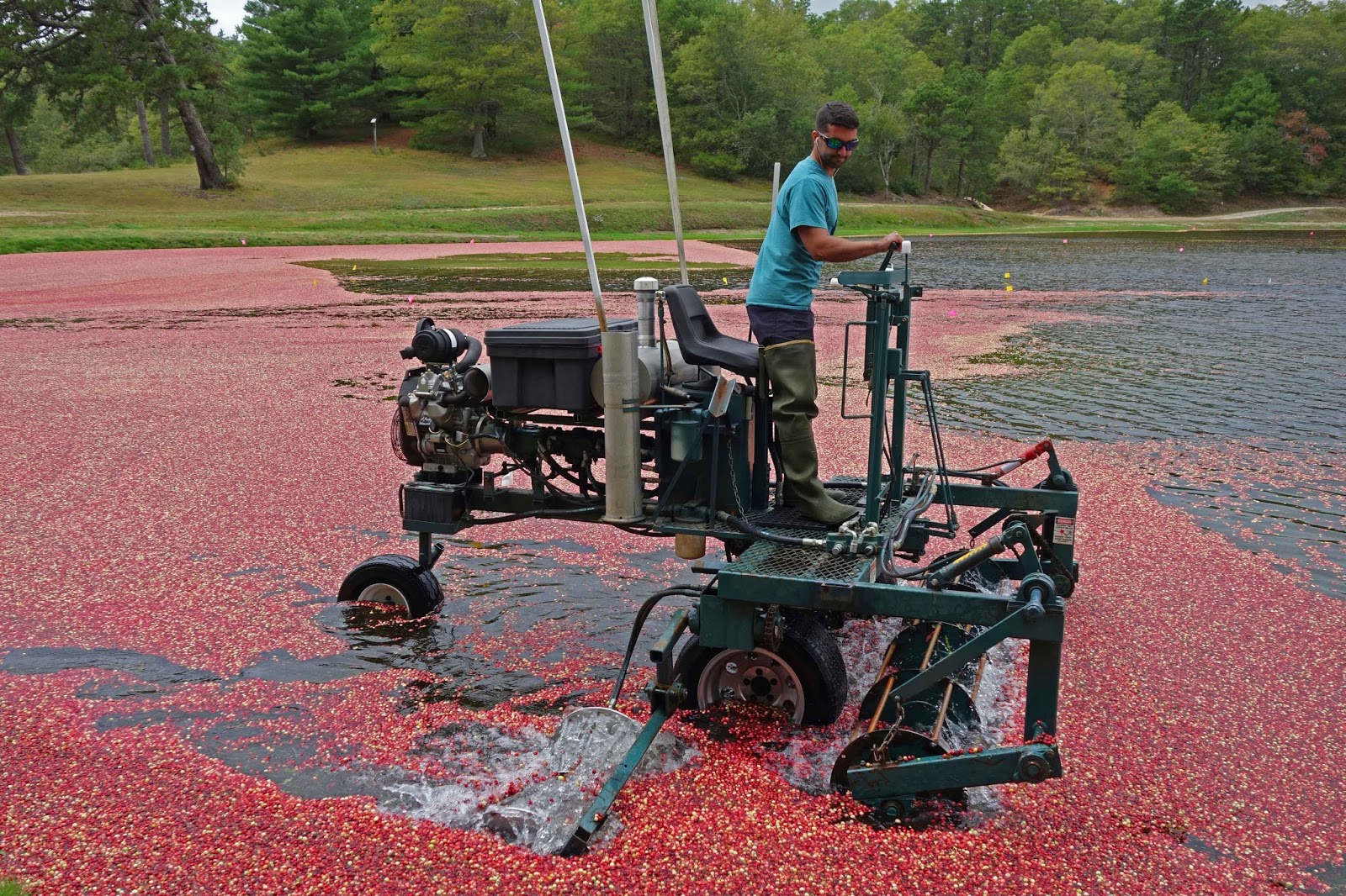 Joe's Retirement Blog Cranberry Harvest, Landers Farms, Ellisville