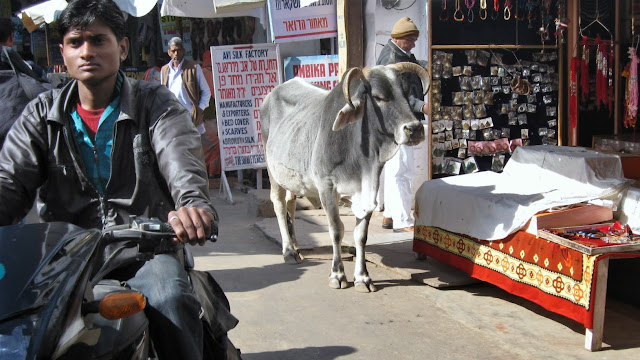 vacche india