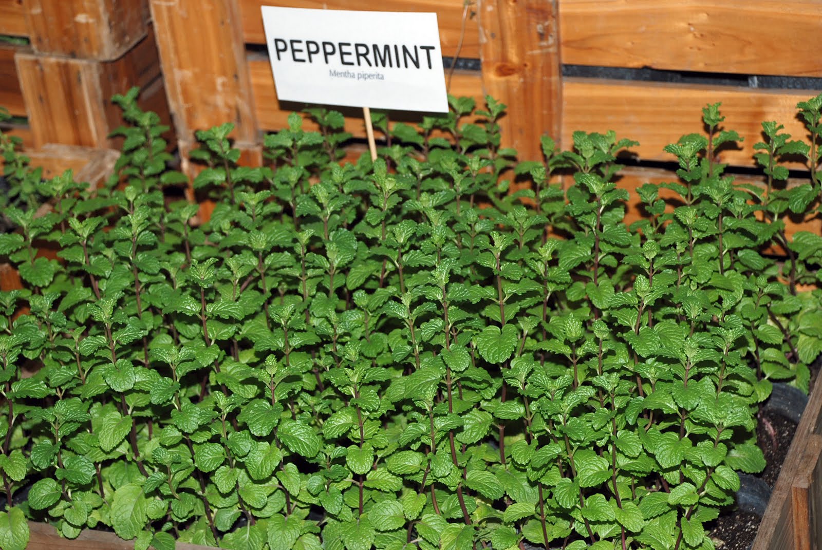 parsley in tagalog philippin news collections