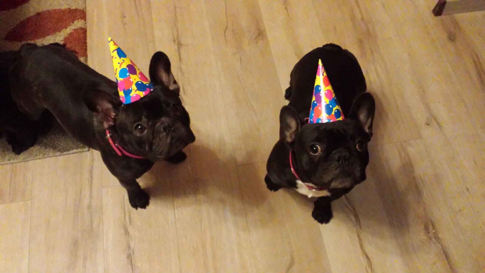 Im Atomlabor Sind Wir Auf Den Hund Gekommen Atomlabor Blog