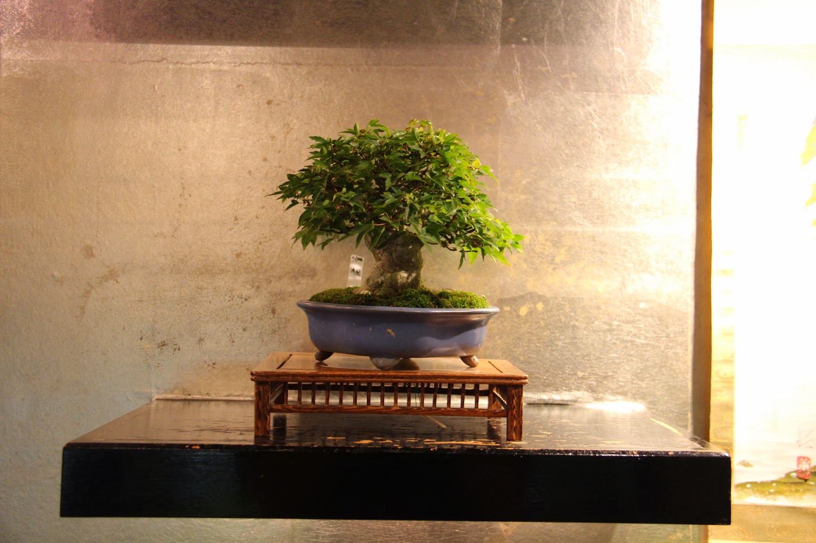 NORDIC NEBARI by Olsen GINZA BONSAI STORE TOKYO