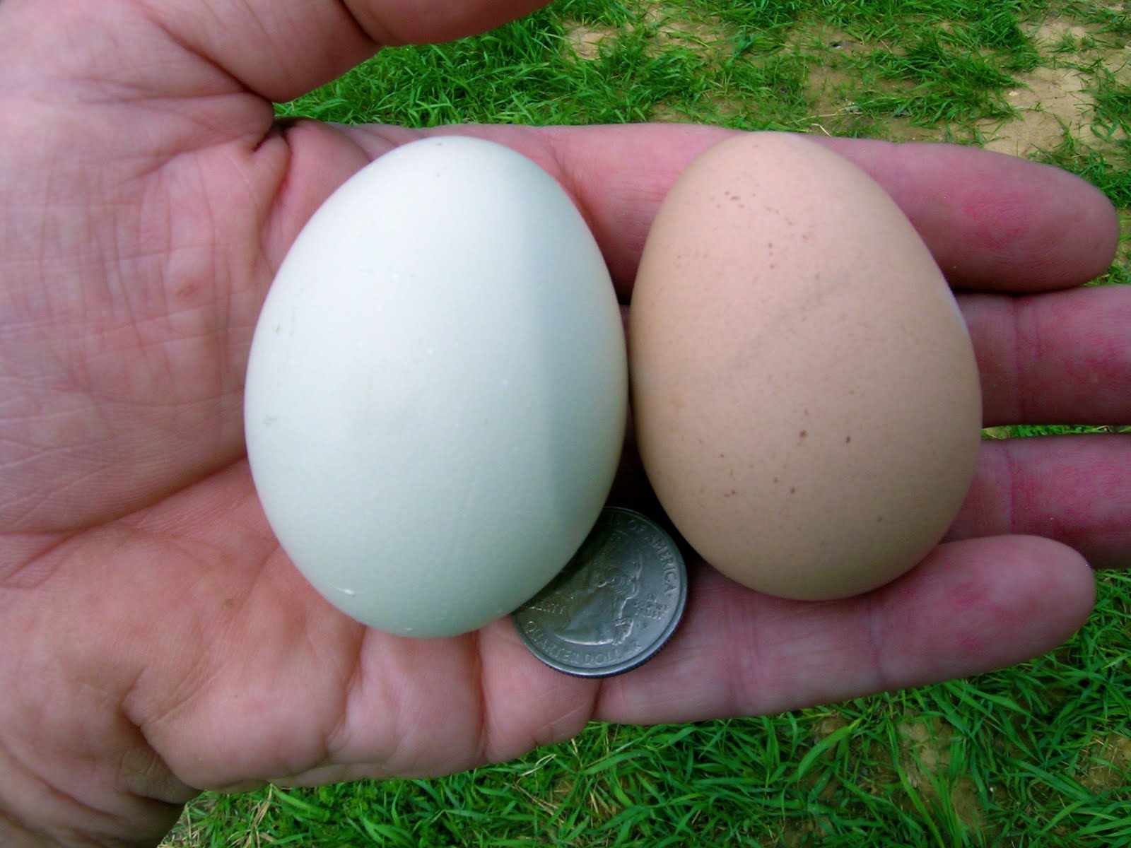 Hatching eggs. Амераукана яйца. Яйца кур Амераукана. Амераукана яйца золотой. Амераукана куры цвет яйца.