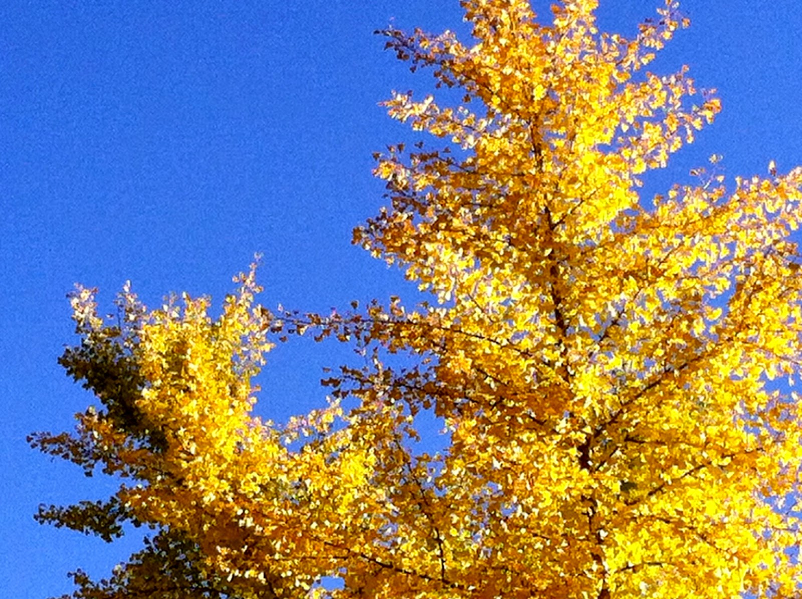 Ginkgo Trees