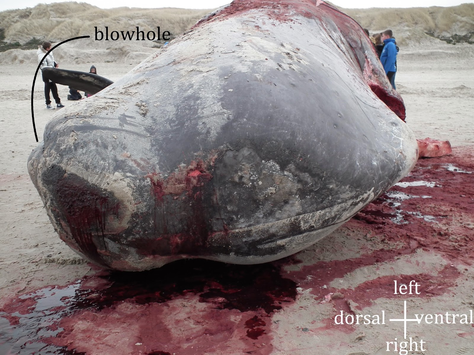 are called Why whales they sperm