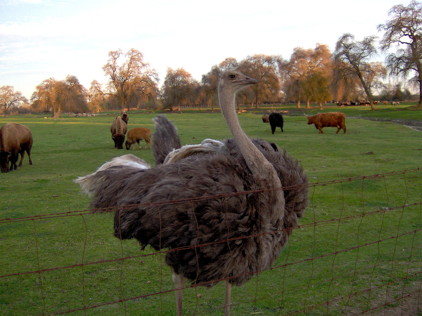 HD Wallpapers: ostrich hd wallpapers