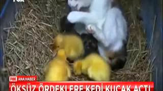 öksüz kalan üç yavru ördeği kendi yavrusu gibi sahiplendi 