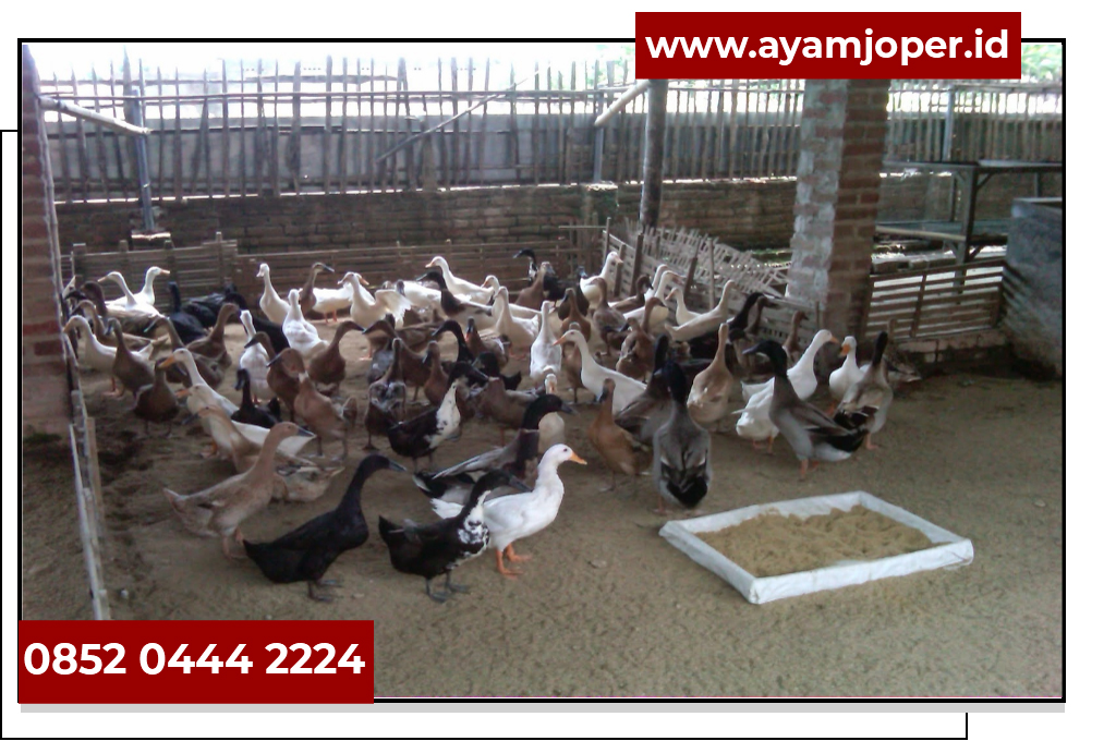 Harga Bebek 2019 Harga Bibit Bebek Per Ekor