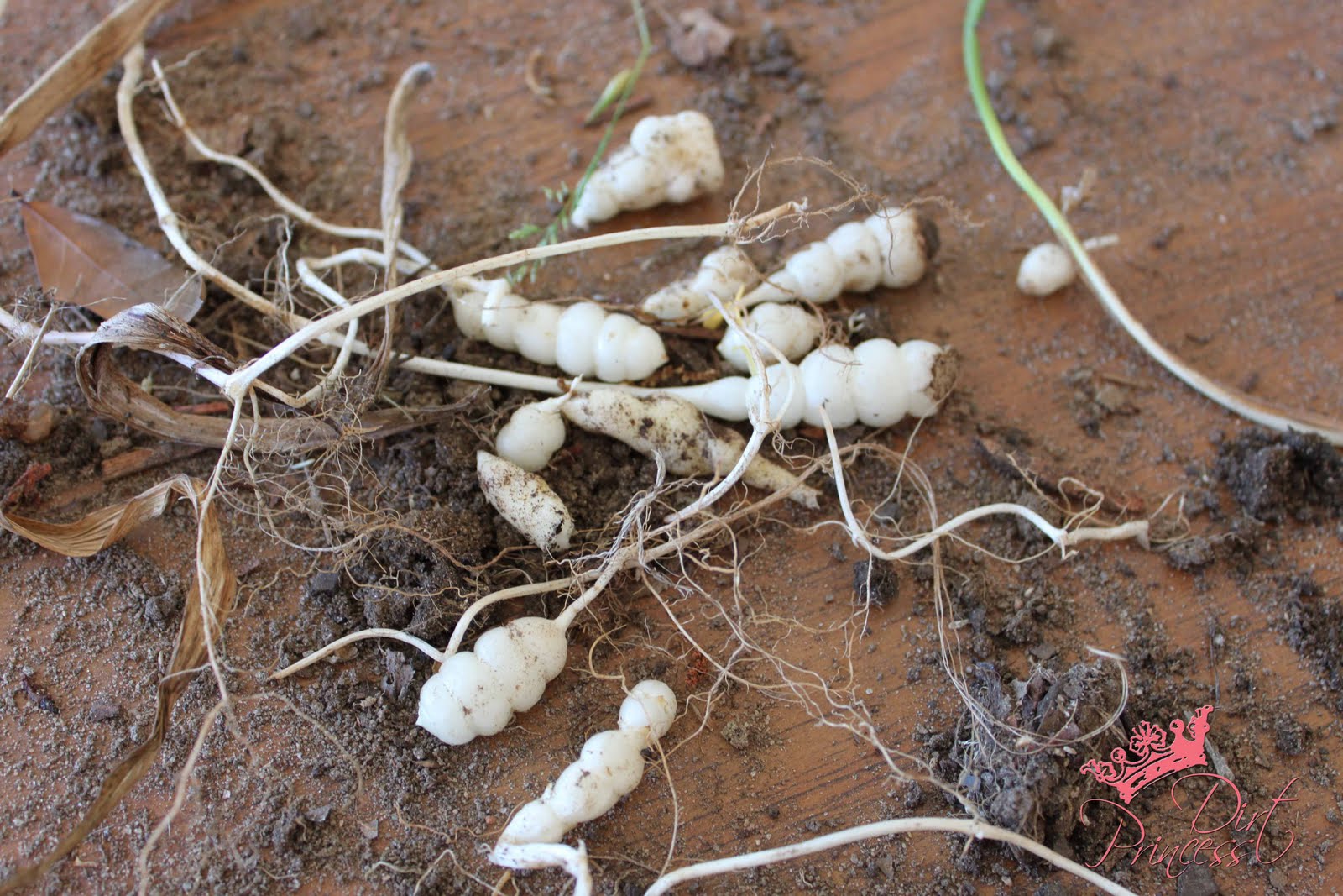 bulbs roots weed rattlesnake travel pulling off after april