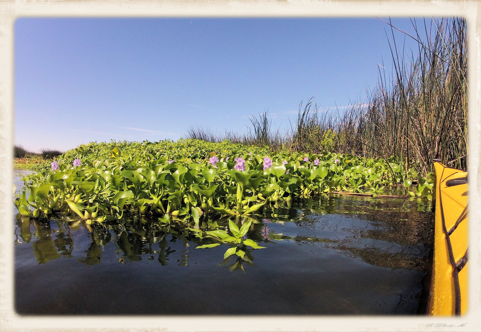 Kayaking the California Delta Bethel Island Dutch and Sand Mound Slough