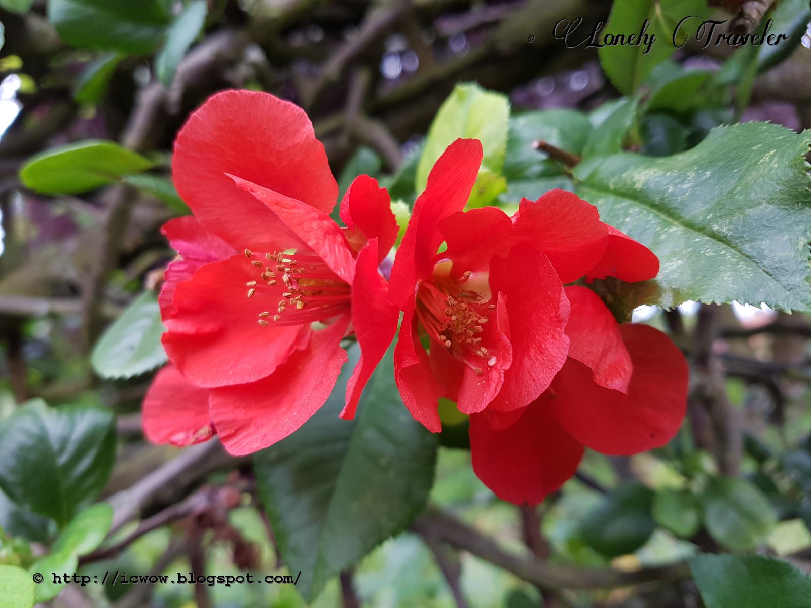 Elephant S Eye Winter Sun And Japanese Flowering Quince