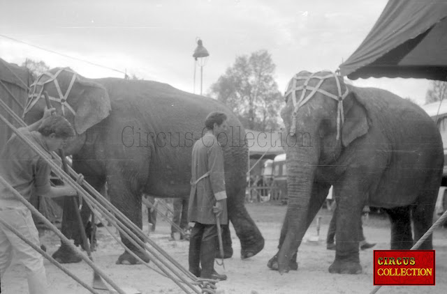 Les éléphant du cirque allant exécuter leurs performance dans le manège du Cirque Bouglione 