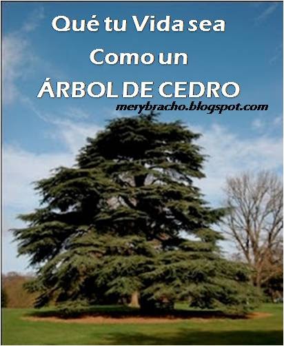 Que tu vida sea como un árbol de cedro | Entre Poemas Cristianos