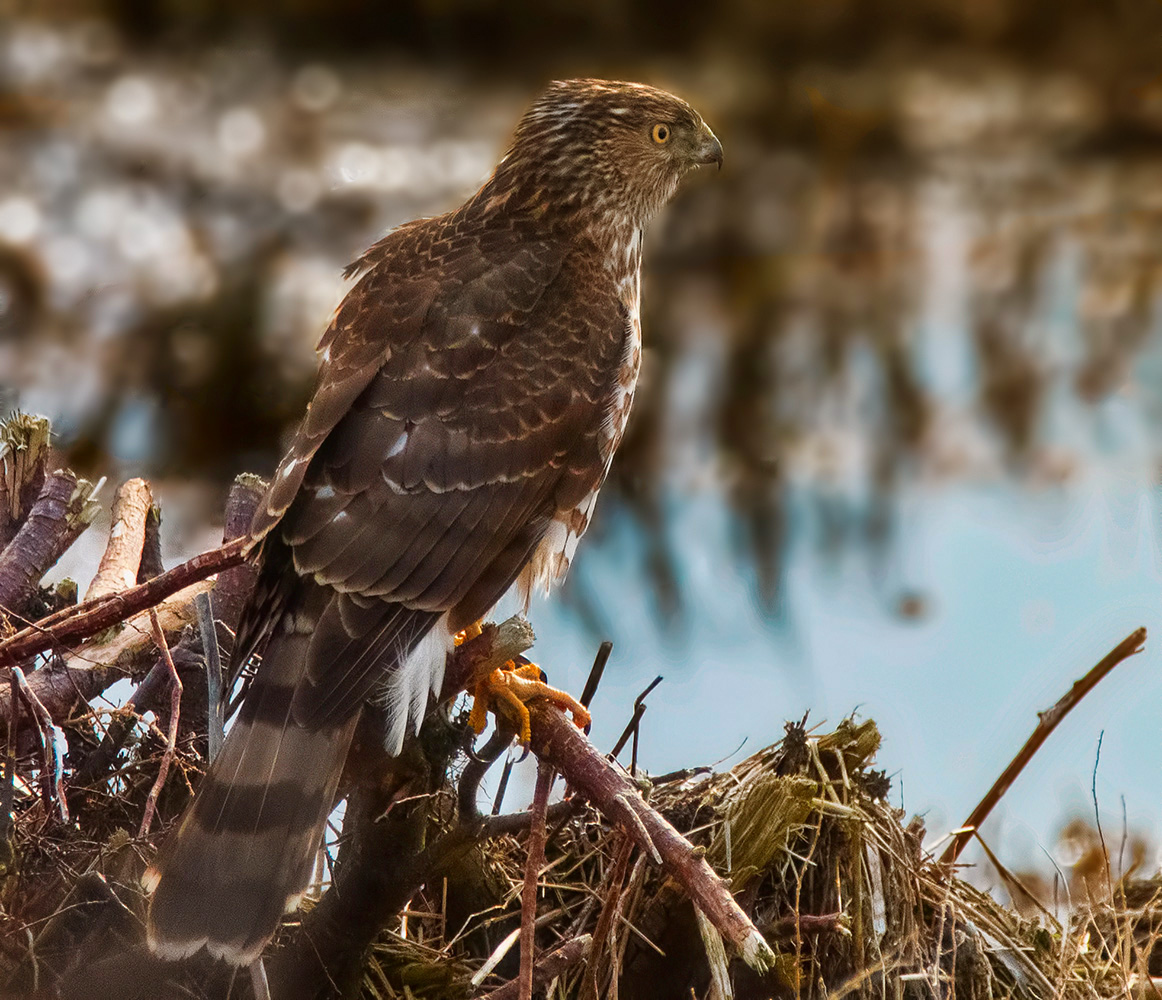 Hawk Identification Tips from every angle (Sharpie vs Cooper and Red