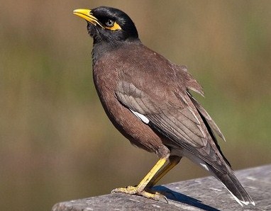 4 Ciri Ciri Paling Akurat Burung Jalak Nias Jantan Dan Betina Di