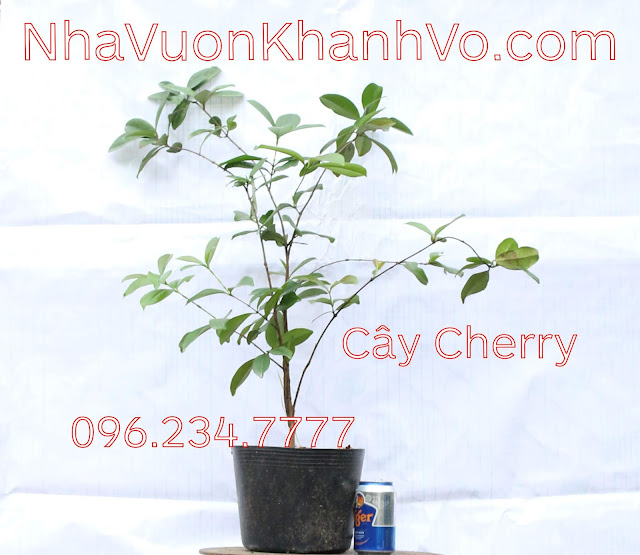 Không cần vất vả ươm hạt - Cây giống Cherry giá siêu rẻ Cherry