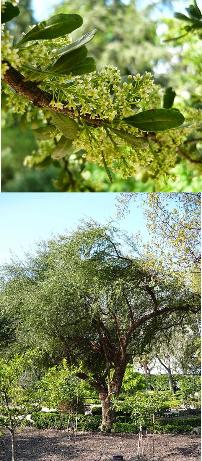 Huingan FLORA Y FAUNA DE MULCHEN: FLORA DE MULCHEN