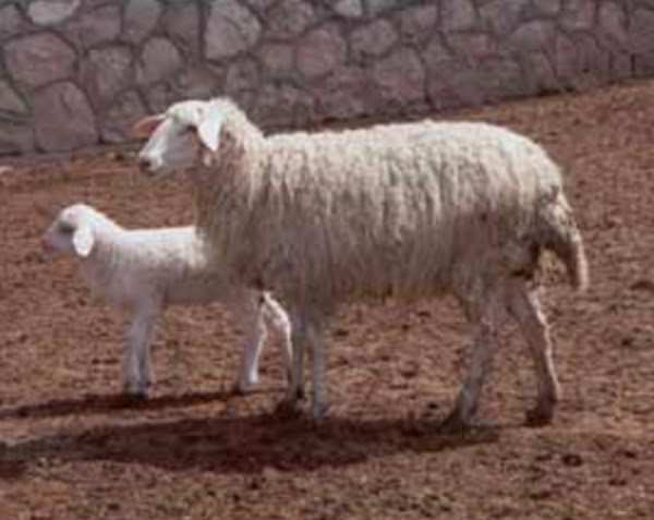 acipayam羊，关于acipayam羊，acipayam绵羊外观，acipayam绵羊繁殖，acipayam羊行为，acipayam绵羊护理，关怀acipayam羊，acipayam羊颜色，acipayam羊特征，acipayam羊开发，acipayam绵羊母羊，acipayam绵羊母羊，acipayam绵羊母羊事实，肉田羊羊肉，羊毛羊羊，羊皮纸绵羊，acipayam羊角，acipayam羊信息，acipayam羊羊肉，acipayam羊肉，acipayam羊来源，acipayam羊照片，acipayam羊图片，acipayam羊图片，acipayam绵羊图片稀有性，提高acipayam羊，acipayam绵羊饲养，acipayam绵羊尺寸，acipayam羊气质，acipayam羊使用，acipayam绵羊品种，acipayam羊重量，acipayam绵羊羊毛
