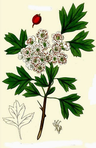 ESPINO ALBAR Crataegus monogyna 1 Fichas de Plantas Medicinales ADE