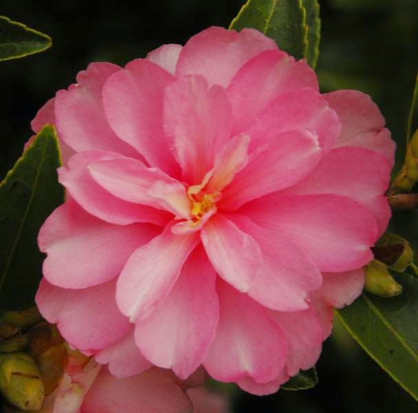 The Nature of Robertson: Sasanqua Camellias starting, and Magnolias ...