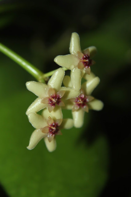 Hoya diptera