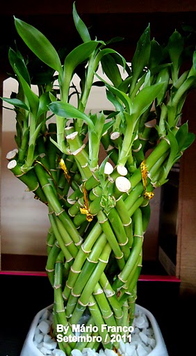 Meu Cantinho Verde: BAMBU-DA-SORTE - ( Lucky-bamboo )