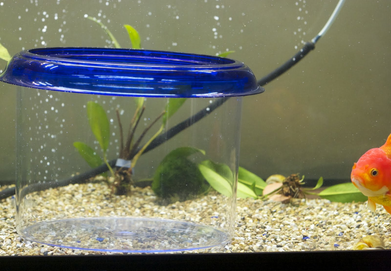 Goldfish Care Project Goldfish Bowl